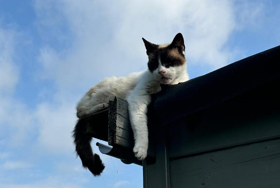 Alerte Découverte Chat Inconnu Espierres-Helchin Belgique