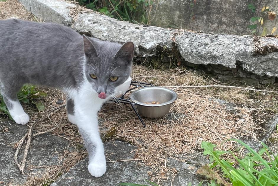 Alerte Découverte Chat Inconnu Heuvelland Belgique